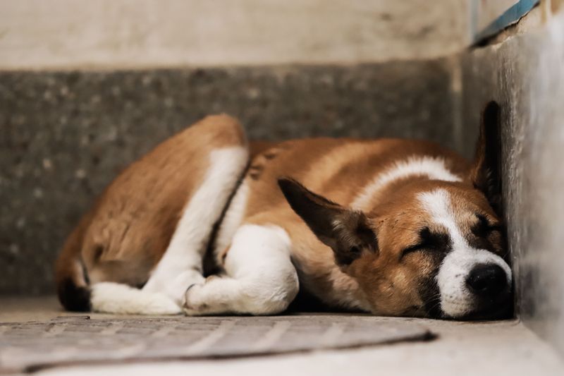 11 subtle signs your dog is deeply loyal - and 2 that have nothing to do with following you around 14 Sleeping separately while still regularly checking in with you