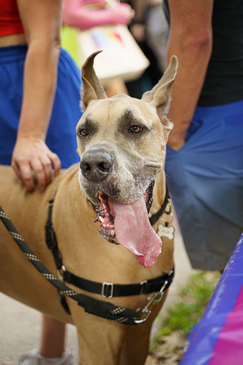 These breeds can enjoy companionship without needing a packed dog park to feel fulfilled 4 Great Dane
