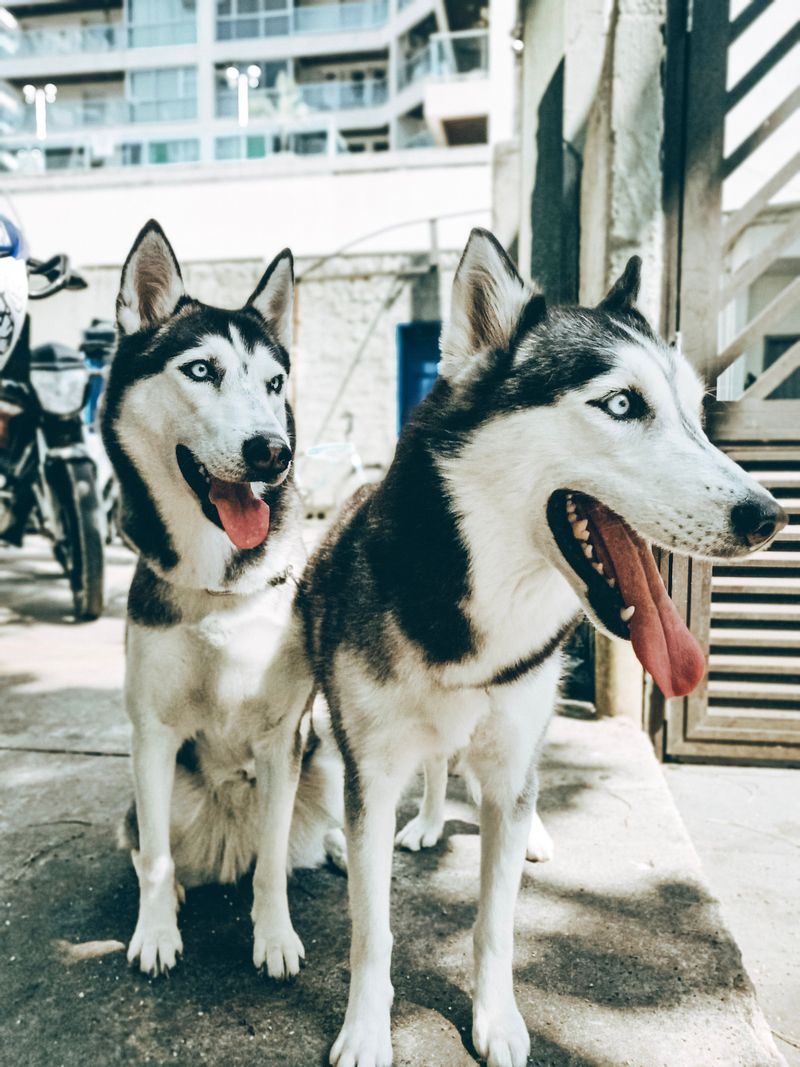 Siberian Husky: The Escape Artist