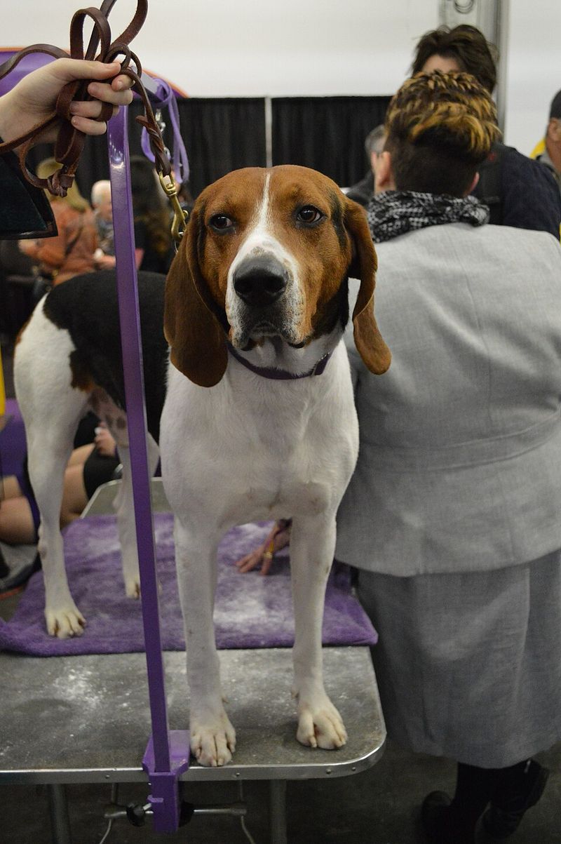 Treeing Walker Coonhound