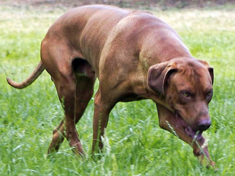 10 dog breeds that seem to watch you and the neighborhood at the same time - plus 3 more laid-back companions 10 Rhodesian Ridgeback