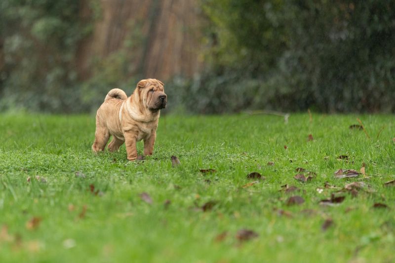 Shar-Pei