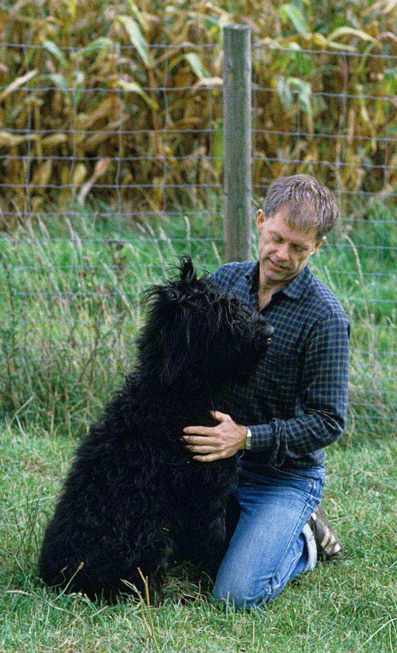11 powerful dogs people often fear on sight - plus what appearance can't tell you about an individual 11 Giant Schnauzer