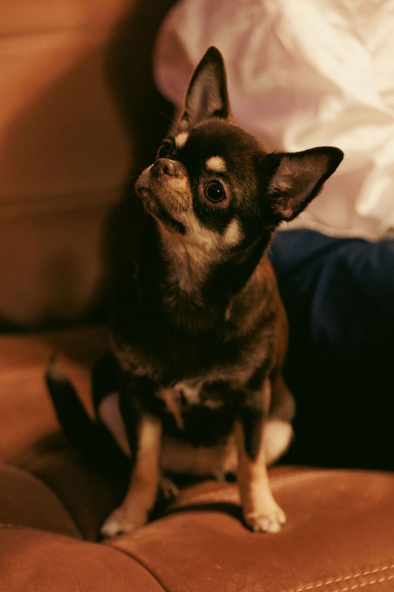 Chihuahua