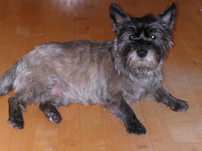 Cairn Terrier
