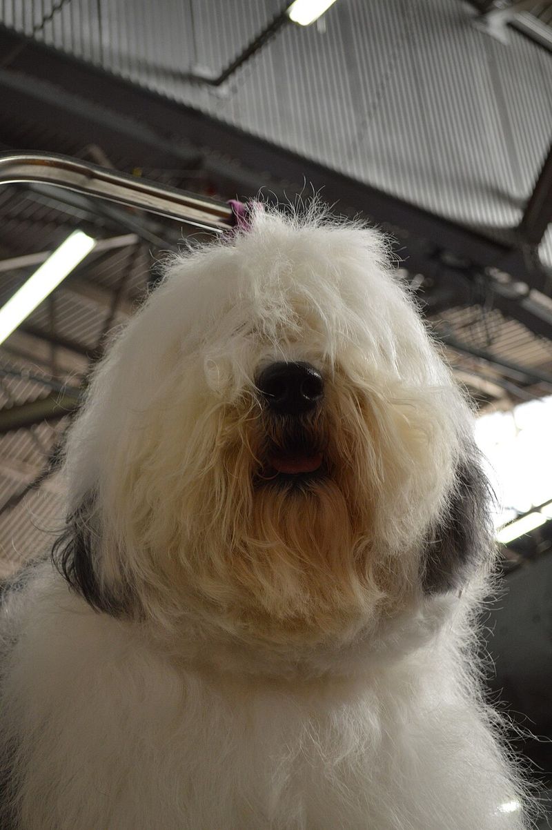 Old English Sheepdog