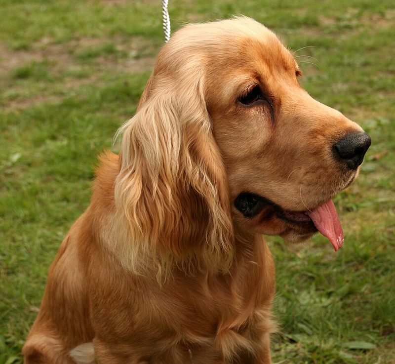New to dog ownership? These breeds have qualities that can make the transition feel more natural 11 Cocker Spaniel