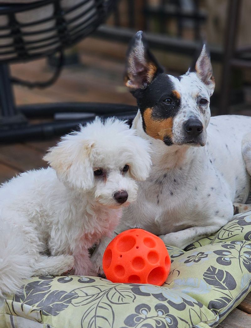 Before trying something complicated, change these everyday habits instead 10 Rotate enrichment toys instead of buying more