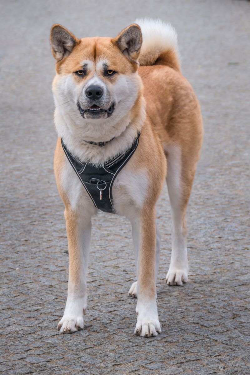 The real personality of these dog breeds only appears after they settle into a family 2 Akita