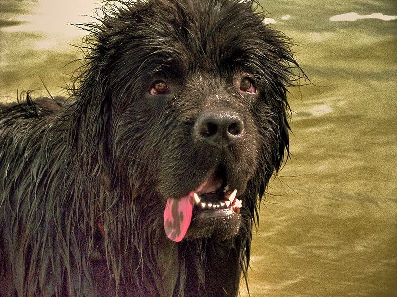 11 Water-Loving Dog Breeds That Especially Enjoy Swimming 9 Newfoundland