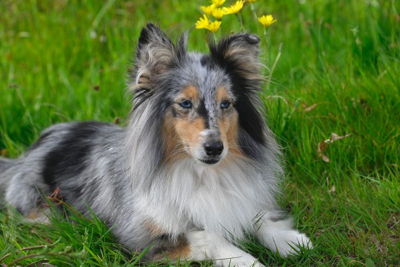 These dog breeds can steal your heart quickly - understanding their emotional needs takes a little longer 12 Shetland Sheepdog