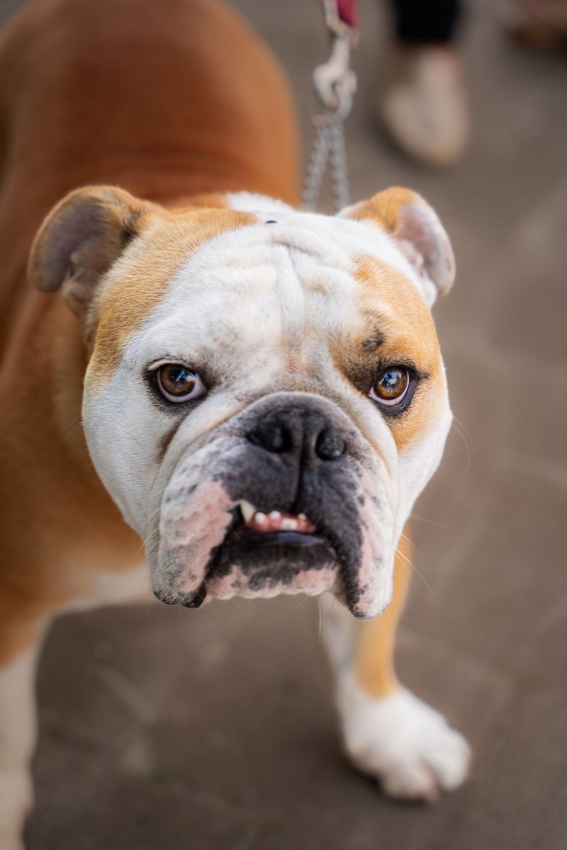 Looking for a champion nap partner? These dog breeds have impressive credentials 4 English Bulldog