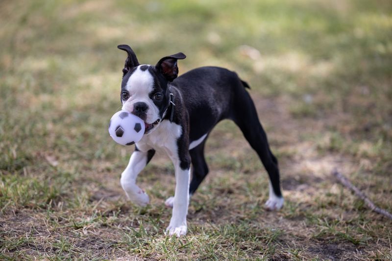 Looking for a confident companion that doesn't need endless space? These breeds deliver 4 Boston Terrier