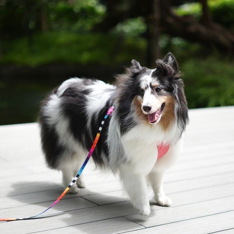 Praise fades quickly for these dog breeds - but routine stays with them 9 Shetland Sheepdog