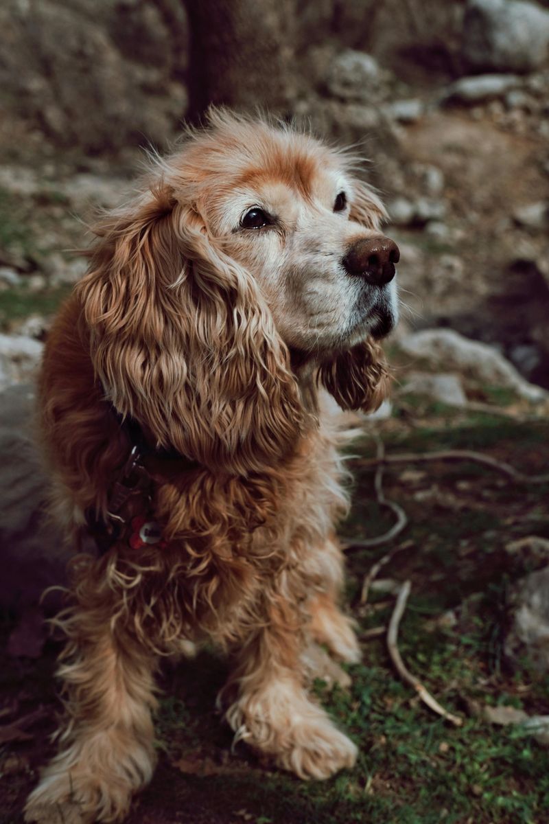 Cocker Spaniel