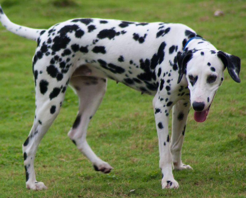 19 dog breeds that stand out the most in crowded public places without even trying 4 Dalmatian