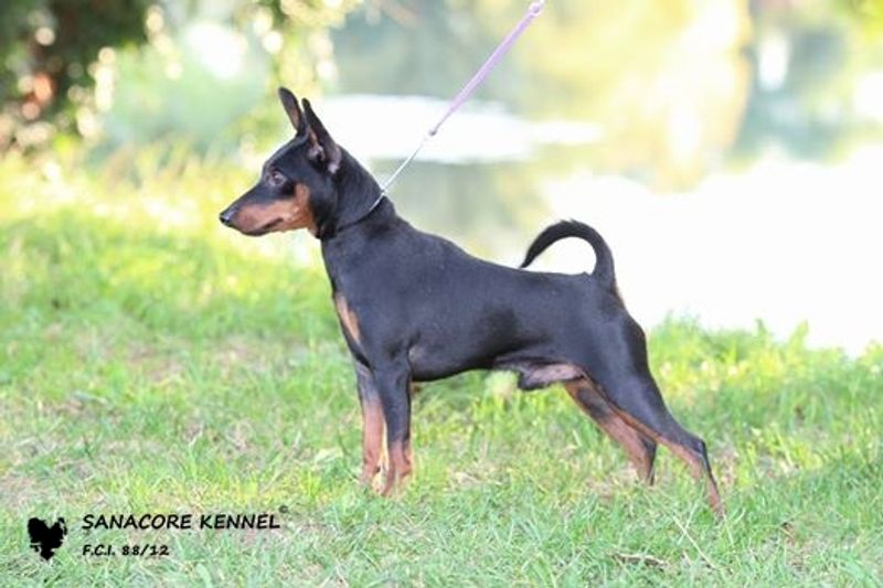 Think a reserved dog doesn't like you? These 11 breeds may prove patience is worth it 12 Miniature Pinscher