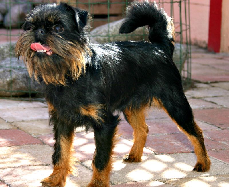 Count how many rooms you can enter alone after bringing home one of these dogs 12 Brussels Griffon