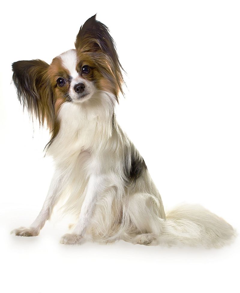 Papillon
