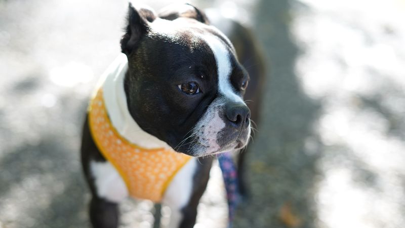 Forget the backyard myth - These 13 dog breeds show why home is about people, not space 5 Boston Terrier