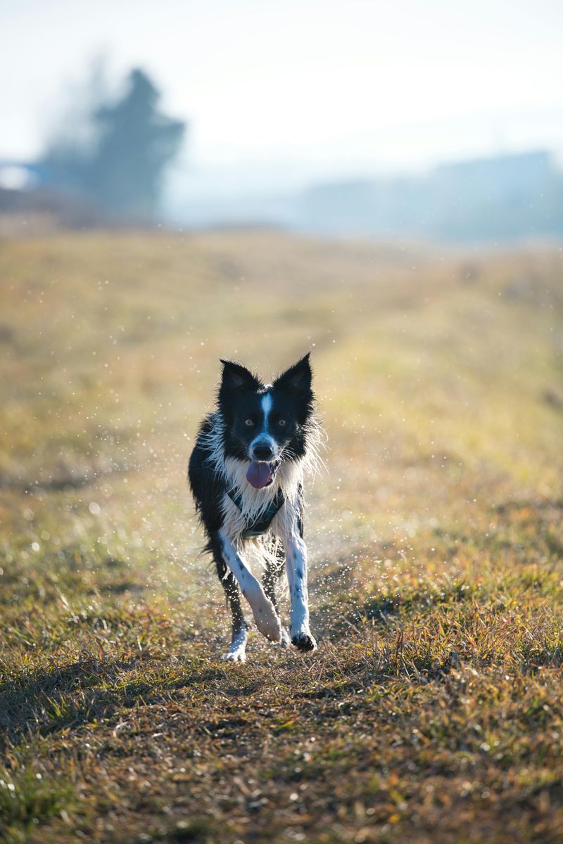 Border Collie