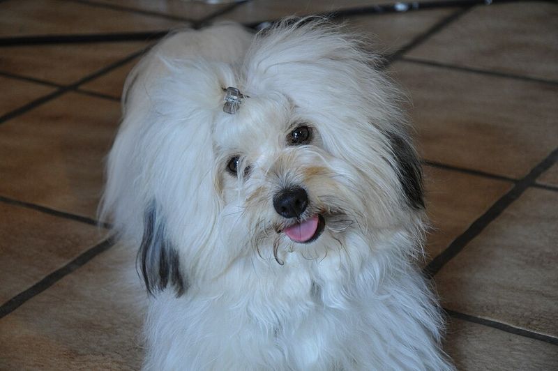 14 Dog Breeds That Can Turn a Bad Day Around With Just One Look 2 Coton de Tulear
