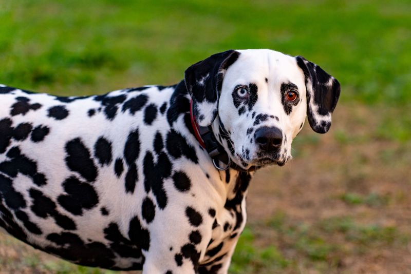 Dalmatian
