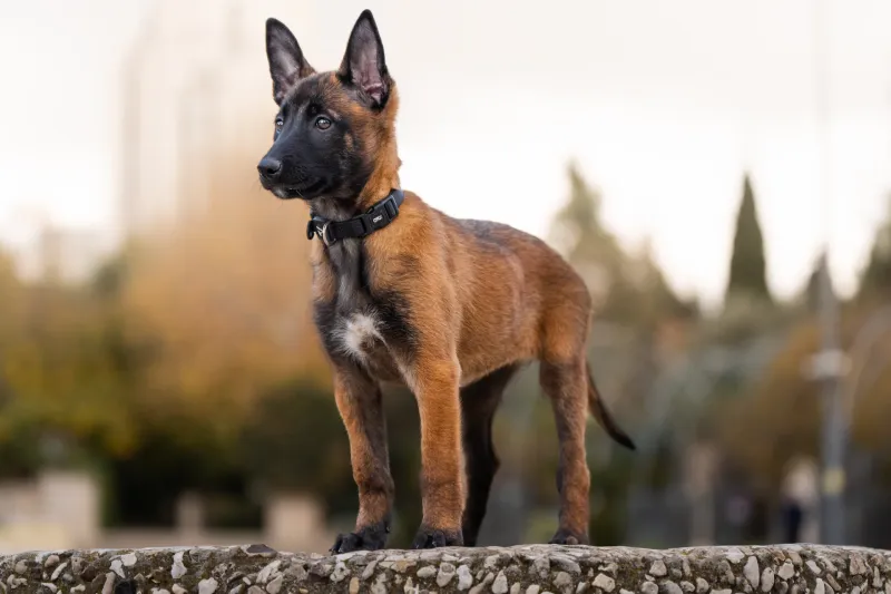 Belgian Malinois