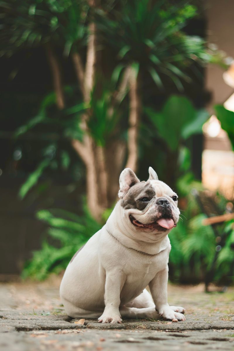 11 dog breeds that seem almost lazy at home - until someone mentions going out 6 French Bulldog