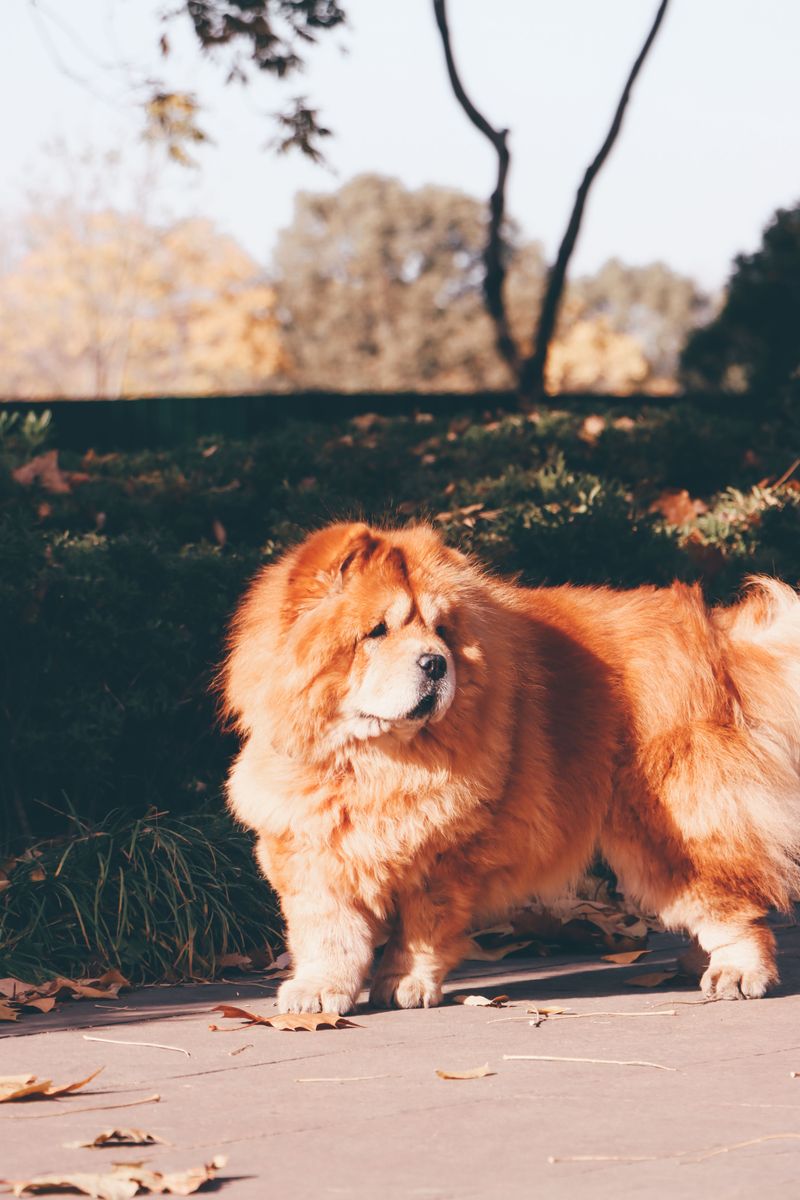 These dog breeds don't rush into every situation - they quietly figure it out first 5 Chow Chow