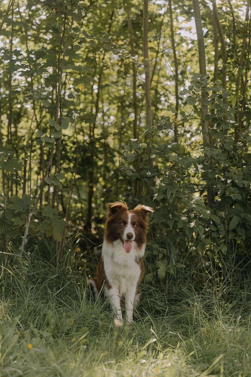 A full bowl and a long walk can solve a lot - Just not everything these dogs need 2 Border Collie - puzzle-loving genius