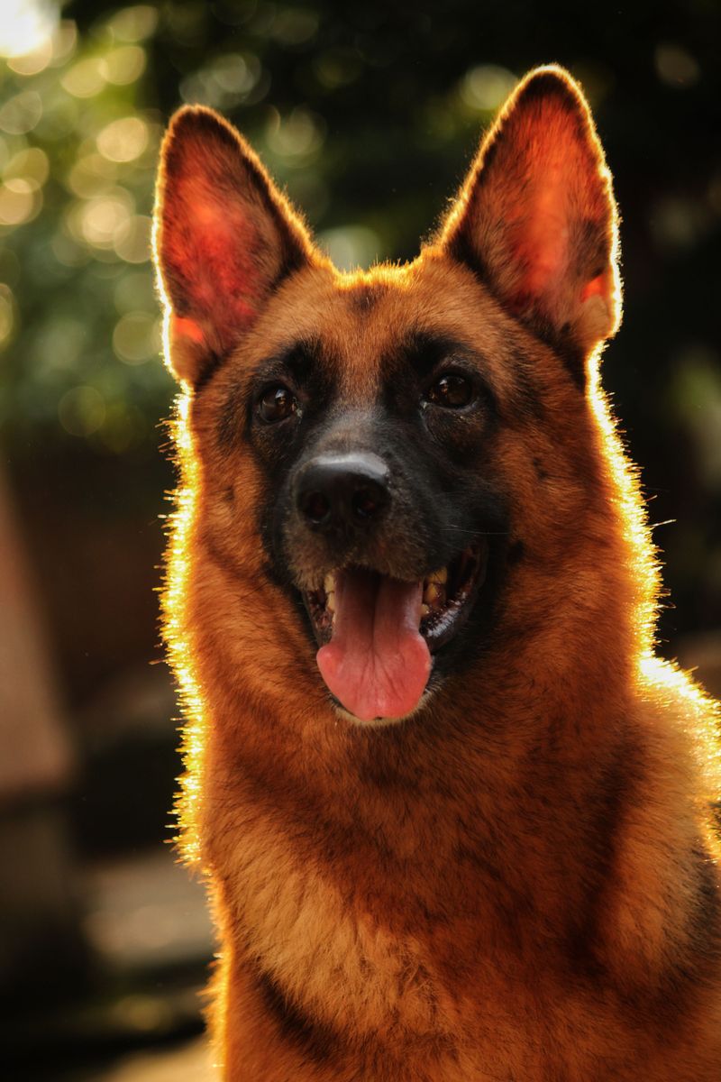 Spend years with one of these dogs and you may start wondering who copied whom 6 German Shepherd - the focused partner