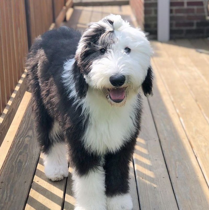 Sheepadoodle