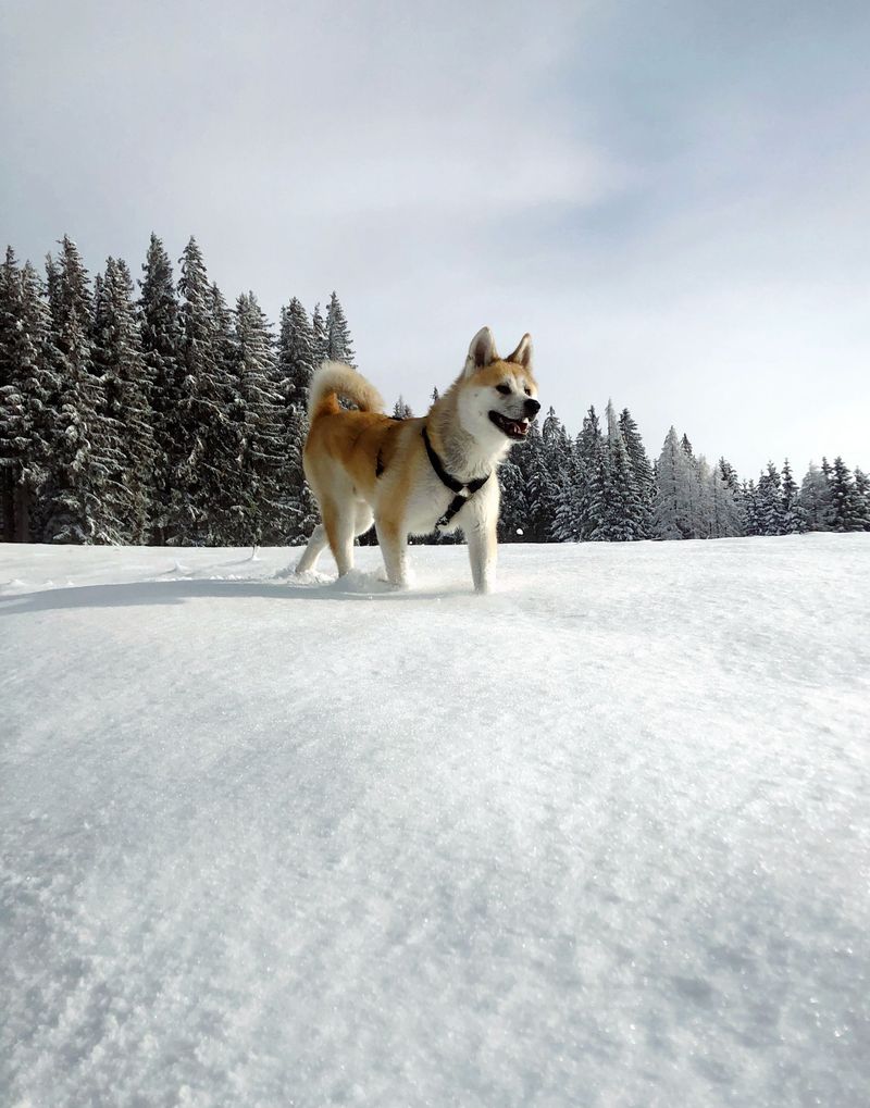 Akita - winter-born poise