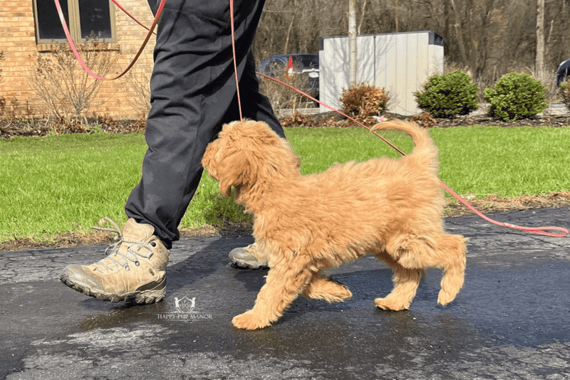 They Follow Household Routines Closely