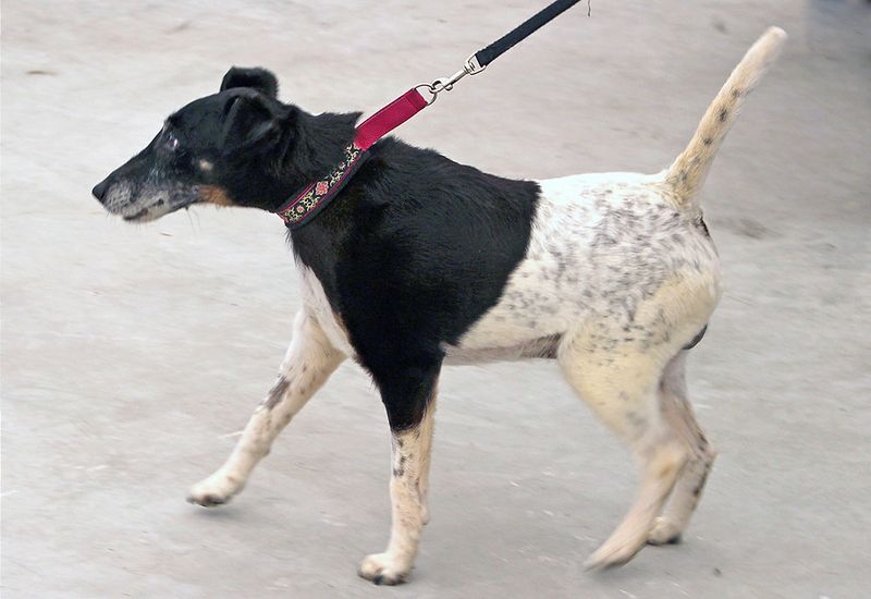 13 dogs that patrol your yard like pest-control experts 5 Fox Terrier