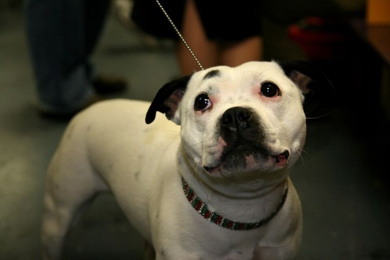 Staffordshire Bull Terrier