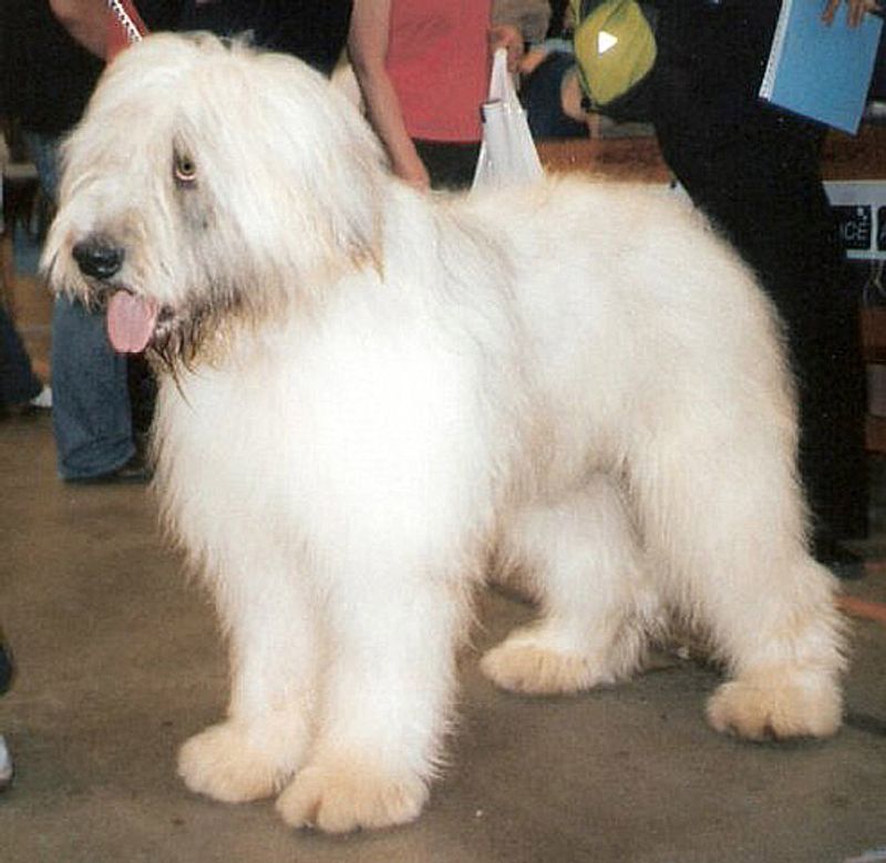 Mioritic Shepherd Dog