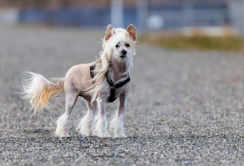 Chinese Crested