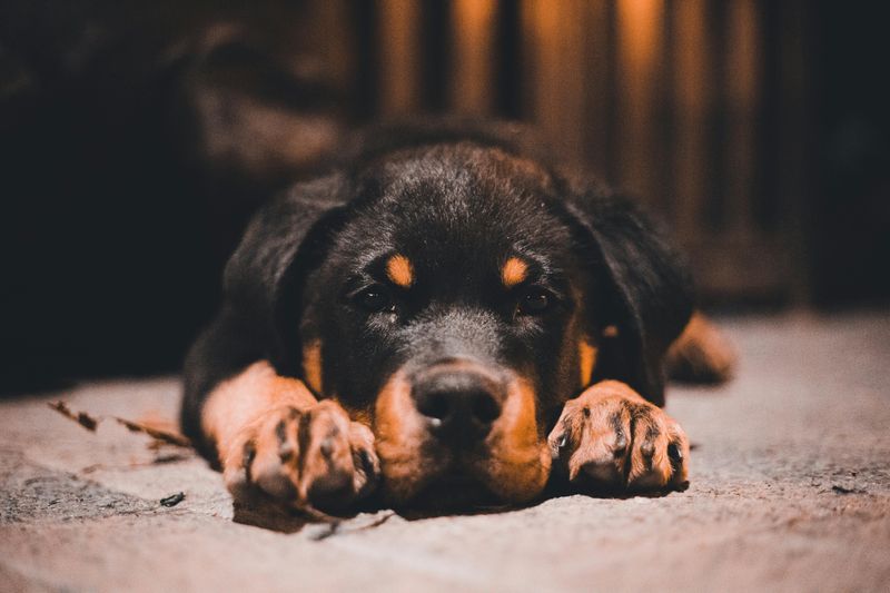 Rottweiler