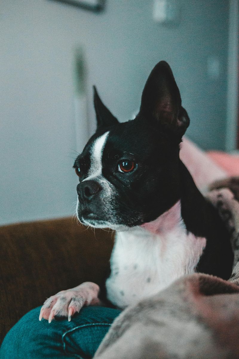 Boston Terrier