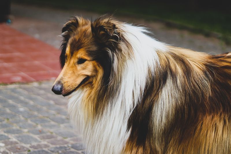 Become important to these breeds and the relationship may last far beyond the everyday routine 8 Rough Collie