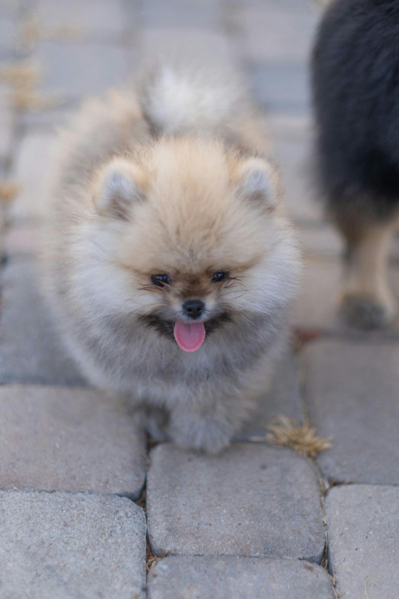 Pomeranian