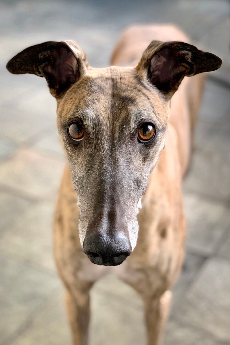 First-time owners tend to fall hard for these 10 easygoing dog breeds 5 Greyhound