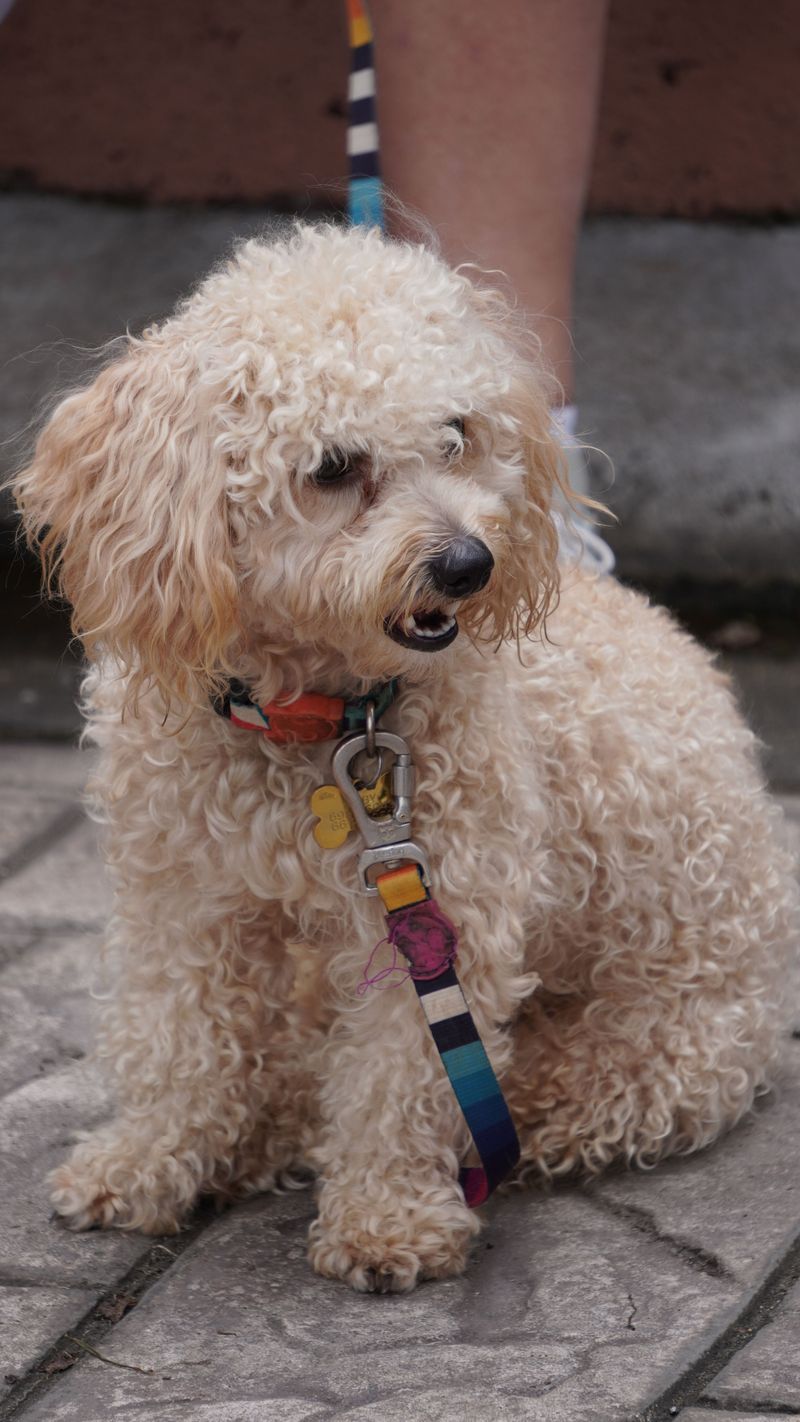 Poodle