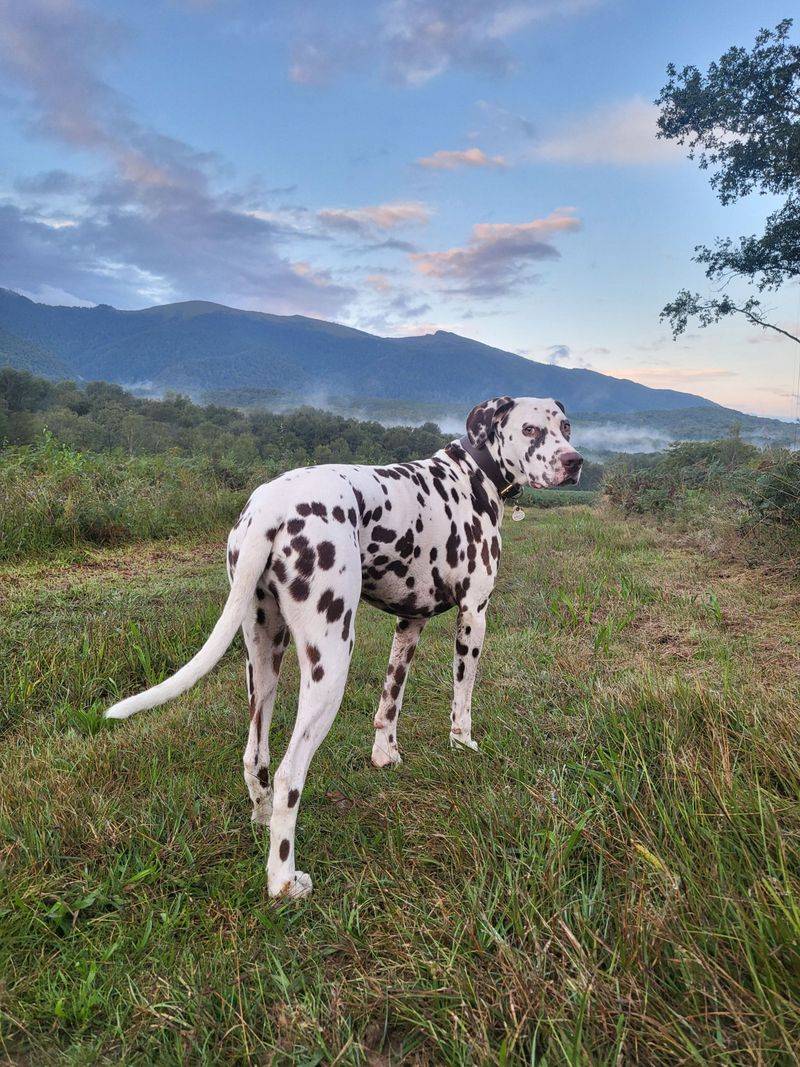 Dalmatian