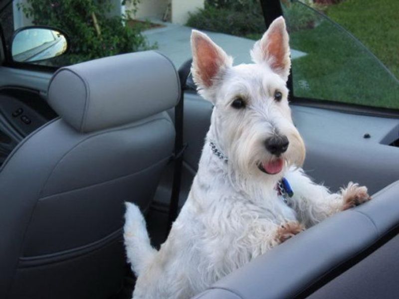 Think a small dog can't take guarding seriously? These breeds never got that message 8 Scottish Terrier