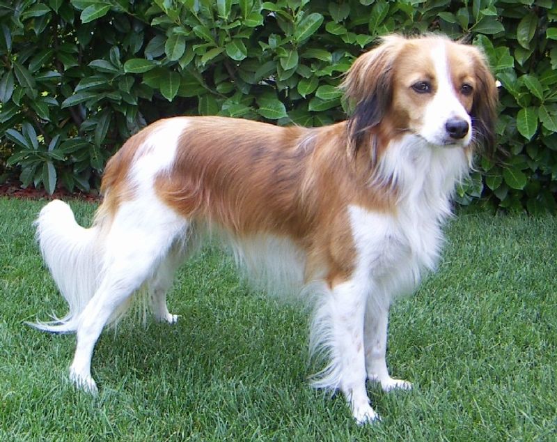 19 dog breeds that act like they’ve assigned themselves a role in your life 20 Kooikerhondje