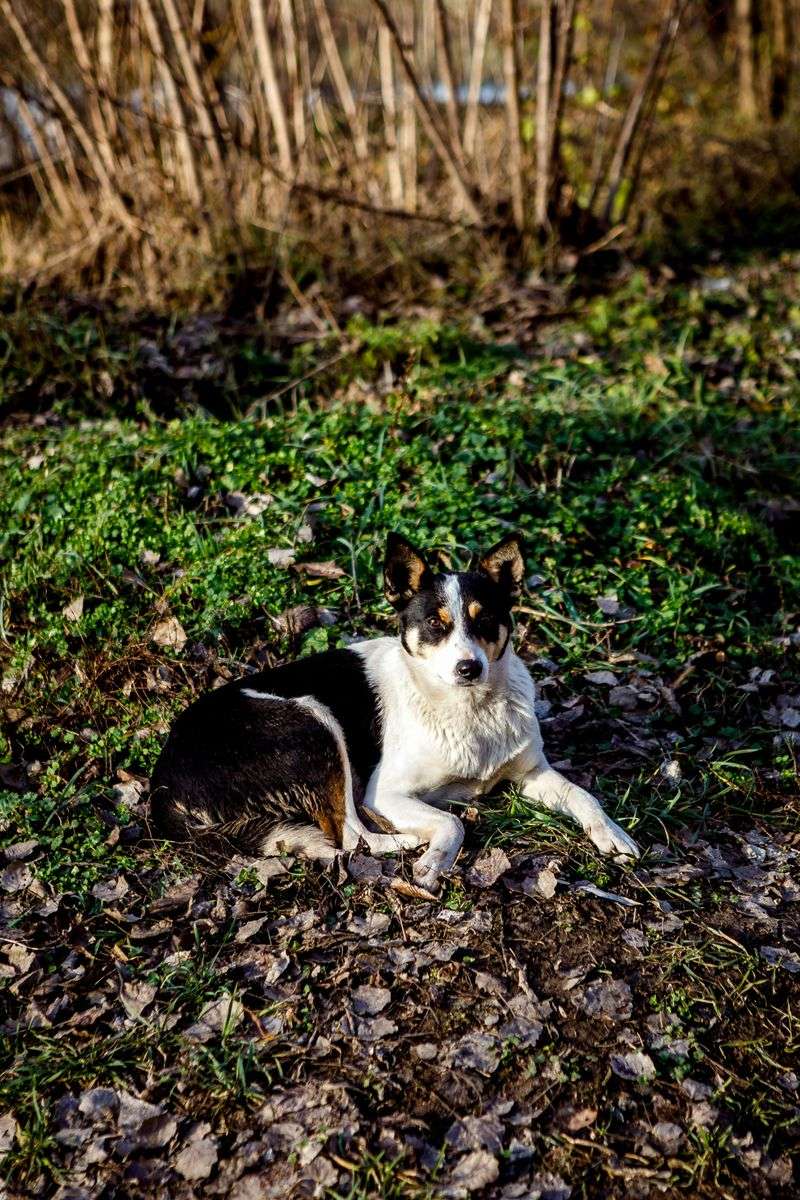 If left alone too often, these 13 dog breeds can become anxious and withdrawn 4 Border Collie
