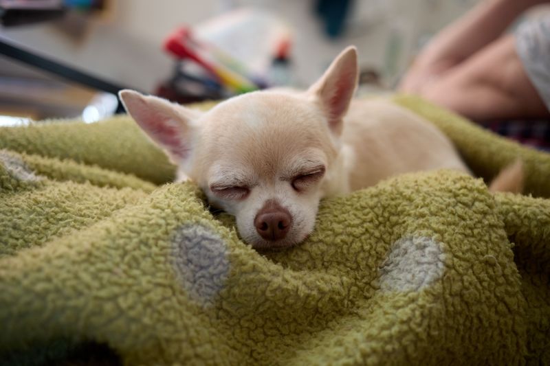 Sleeping close isn't just a habit for these 13 dog breeds - it's how they feel secure 11 Chihuahua